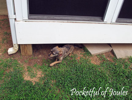 DIY - Dog proofing porch - 1