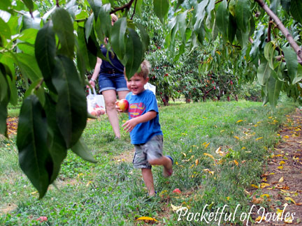 Picking peaches - running fun